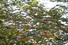 Lafoensia microphylla